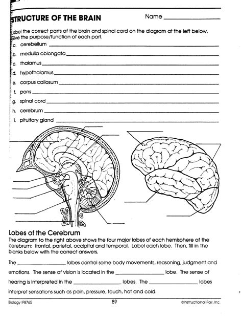 Structure Of The Brain Worksheet Answers   Structure Of The Brain Worksheets K12 Workbook - Structure Of The Brain Worksheet Answers