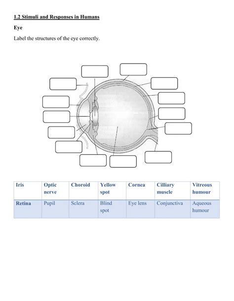 Structure Of The Eye Worksheet