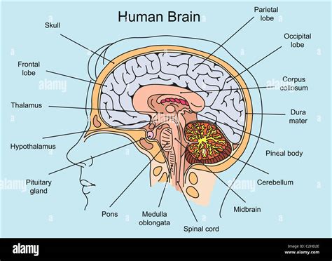 Structure Of The Human Brain A Photographic Atlas