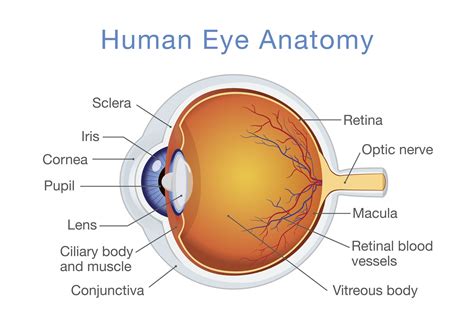 Structure Of The Human Eye Worksheet
