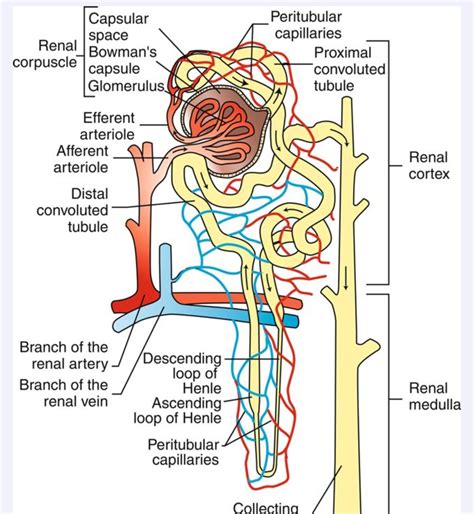 Structure Of The Nephron Lesson Plans Amp Worksheets Structure Of The Nephron Worksheet Answers - Structure Of The Nephron Worksheet Answers