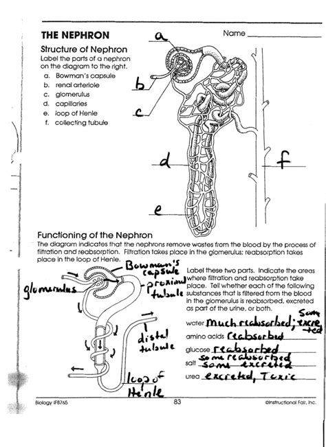 Structure Of The Nephron Worksheet Answers   Nephron Lesson Plans Amp Worksheets Reviewed By Teachers - Structure Of The Nephron Worksheet Answers
