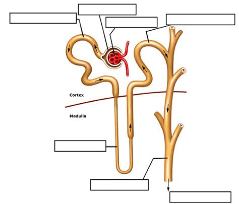 Structure Of The Nephron Worksheet Structure Of The Nephron Worksheet Answers - Structure Of The Nephron Worksheet Answers