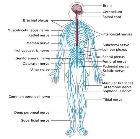 Structure Of The Nervous System Video Khan Academy Nervous System For 5th Grade - Nervous System For 5th Grade
