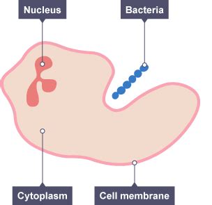 structure of white blood cells bbc bitesize - blog.fotochat.com