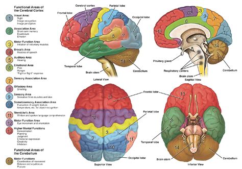 Download Structure Of The Human Brain A Photographic Atlas 