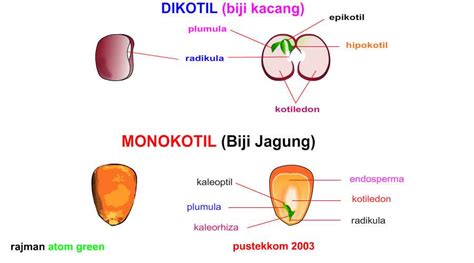 struktur biji monokotil dan dikotil