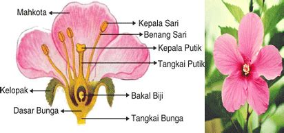 Struktur Bunga Sepatu