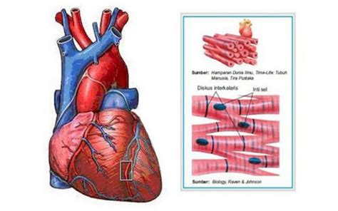 struktur jaringan otot jantung