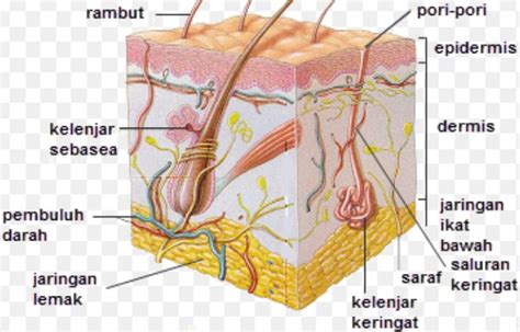 struktur kulit