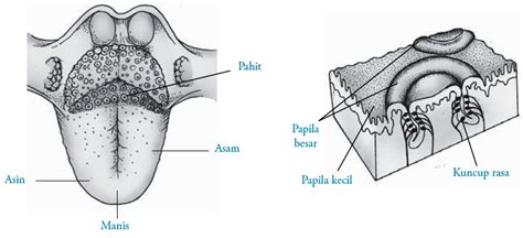 struktur lidah | mengunyah trong Ting Vit dch Ting Indonesia