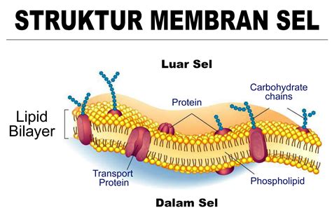 struktur membran sel