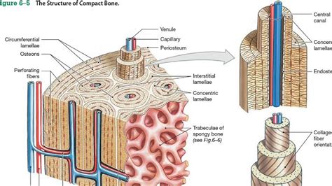 struktur mikroskopis tulang