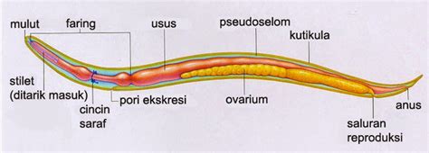 struktur nematoda