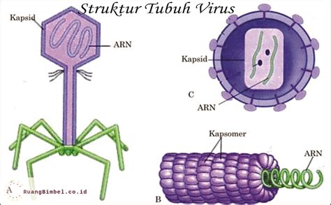 struktur tubuh virus