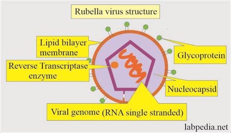 struktur tubuh virus rubella infection