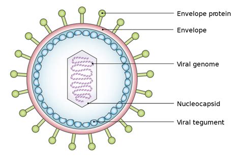 struktur virus