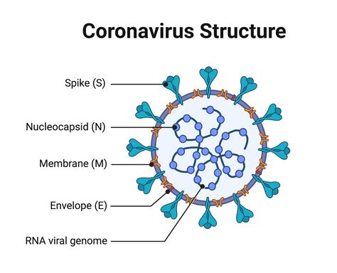 struktur virus corona