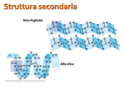 Struttura Secondaria Proteina