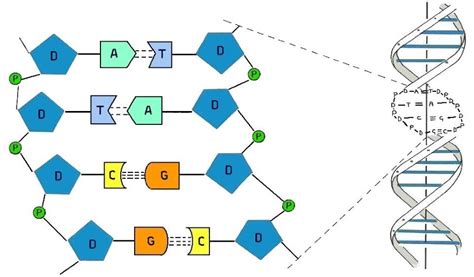 Strutture Del Dna