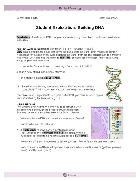 Student Exploration Building Dna