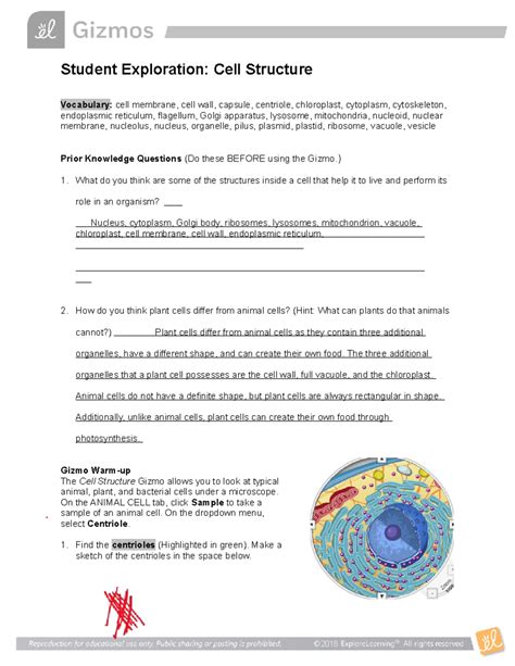 Student Exploration Cell Structure Answer Key