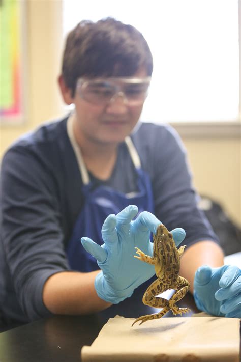 Student Exploration Frog Dissection