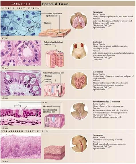 Read Online Student Guide The Morphology And Function Of Tissue 49020 Pdf 