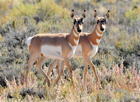 Study Finds Pronghorn Population Declining Due To Human Balance For Science - Balance For Science