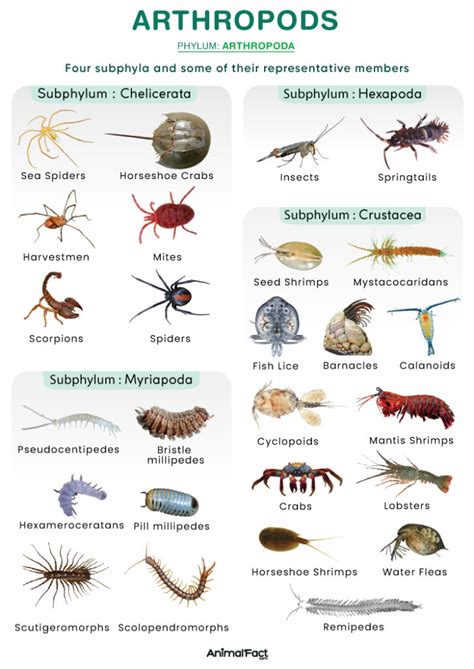 Study Guide Arthropods And Humans Answers