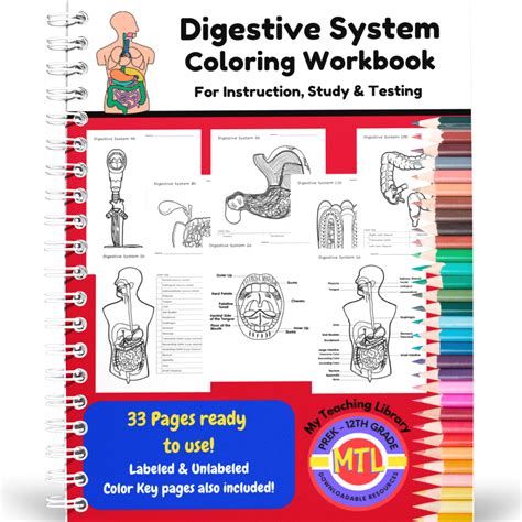 study guide digestive system coloring workbook