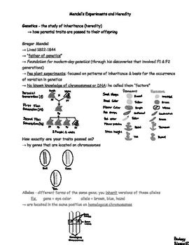 study guide mendel and heredity