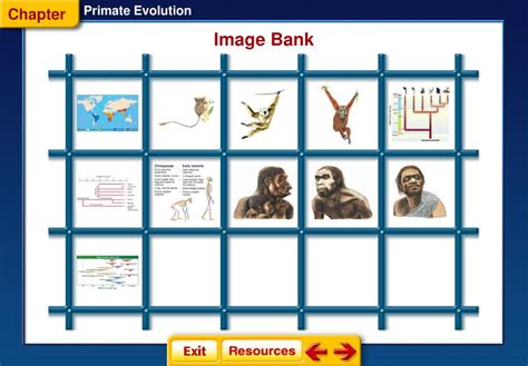 study guide primate evolution answers