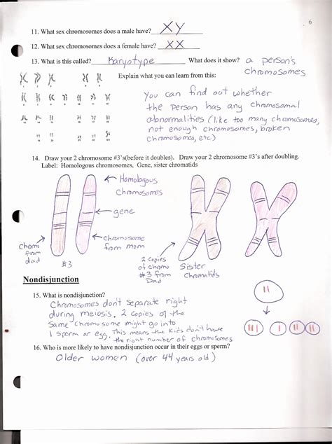 Study Mendelian Genetics Answer Key