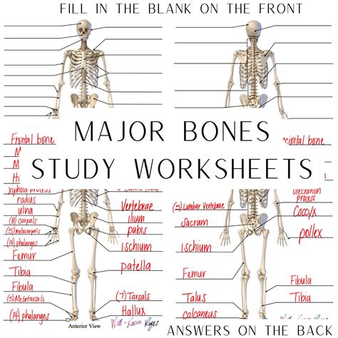 Study Of Bones