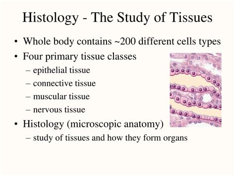 Study Of Tissues