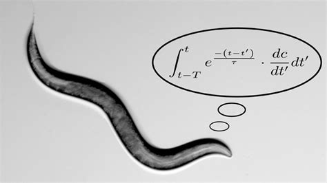 Study Reveals Complex Math Calculations Worms Perform In Math Worms - Math Worms