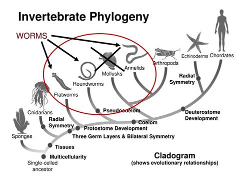 Read Study Guide Answers Section 1 Flatworms 