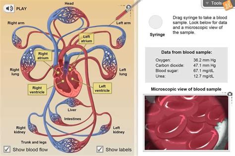 Full Download Study Guide Circulatory System Answer Key 