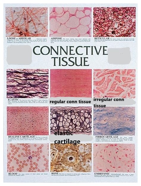 Read Study Guide For Connective Tissue 