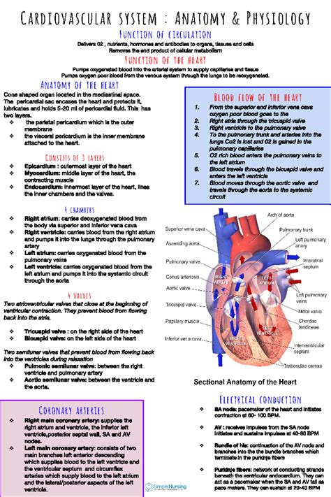 Full Download Study Guide For The Cardiovascular System 