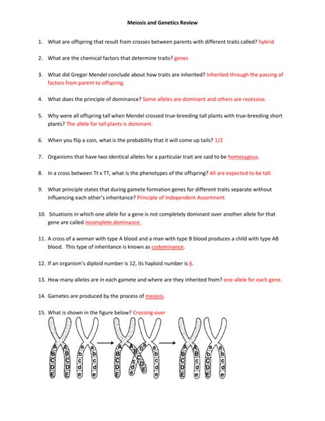 Download Study Guide Genetics Answer Key 