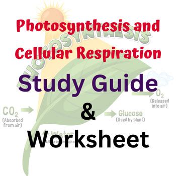 Read Online Study Guide Section 2 Photosynthesis Answer Key 