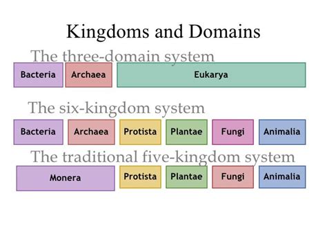 Full Download Study Guide Section 3 Domains And Kingdoms 