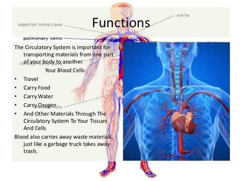 Read Online Study Guide The Circulatory System Answer 