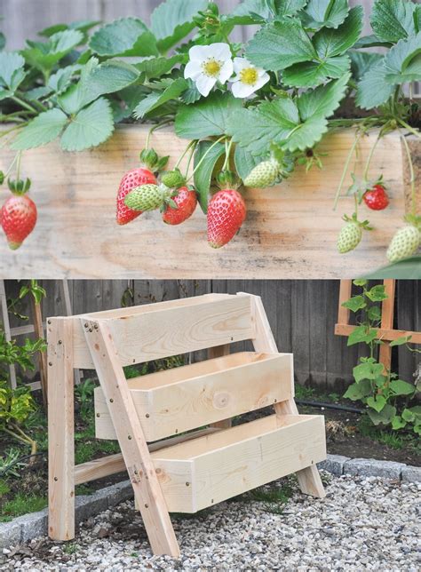 Styrofoam Stackable Container Strawberries