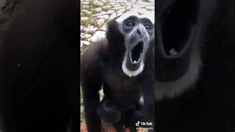 suara monyet