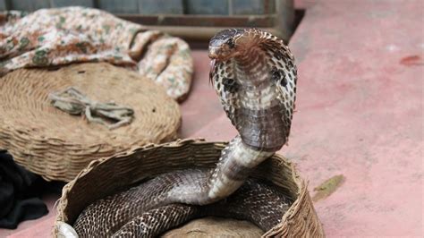 suara seruling ular cobra besar