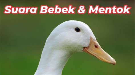 SUARA BEBEK - Suara bebek yang terdengar sebelumnya merupakan suara