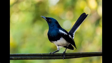 SUARA BURUNG KACER - 9 Arti Burung Masuk Rumah menurut Islam, Akan Ada Musibah?